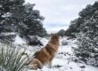 The lone wolf